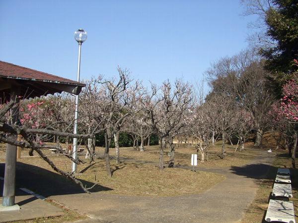 印旛沼公園・梅園