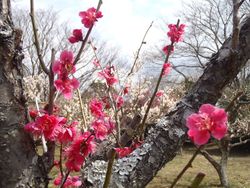 【印旛沼公園】梅園①