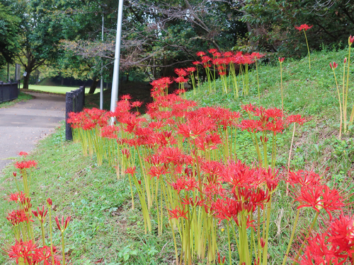 彼岸花が見頃です 千葉県立 印旛沼公園