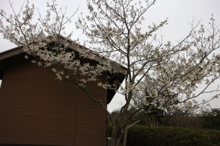 IMG_2010 IMG_2010