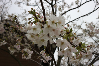 IMG_2012 IMG_2012