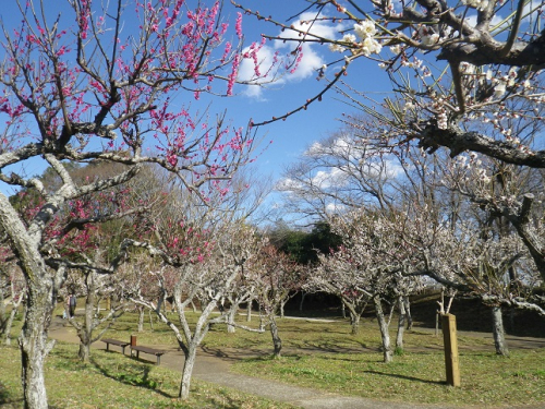 季節の園内風景 梅の花が見頃です 千葉県立 印旛沼公園