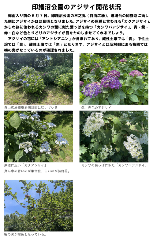 印旛沼公園のアジサイ開花状況